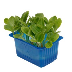 BORAGE CRESS [Τεμ.]