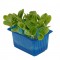 BORAGE CRESS [Τεμ.]