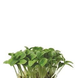 BORAGE CRESS [Τεμ.]