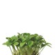 BORAGE CRESS [Τεμ.]