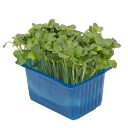 DAIKON CRESS® [Τεμ.]
