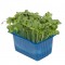 DAIKON CRESS® [Τεμ.]