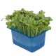 DAIKON CRESS® [Τεμ.]