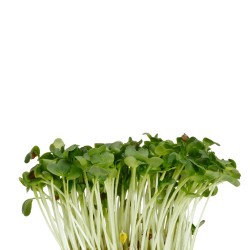 DAIKON CRESS® [Τεμ.]