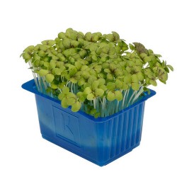 MUSTARD CRESS [Τεμ.]