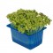 MUSTARD CRESS [Τεμ.]