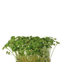 MUSTARD CRESS [Τεμ.]