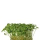 MUSTARD CRESS [Τεμ.]