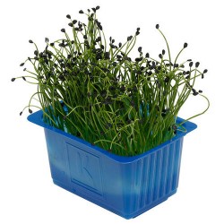 ROCK CHIVES® CRESS [Τεμ.]