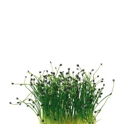 ROCK CHIVES® CRESS [Τεμ.]