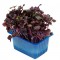 SAKURA CRESS® [Τεμ.]