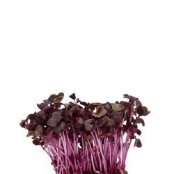 SAKURA CRESS® [Τεμ.]