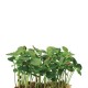 TAHOON® CRESS [Τεμ.]